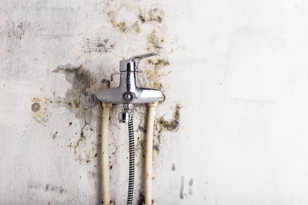 Best Mold Damage Repair  in Edwardsburg, MI