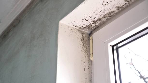 Professional Mold Removal in Edwardsburg, MI