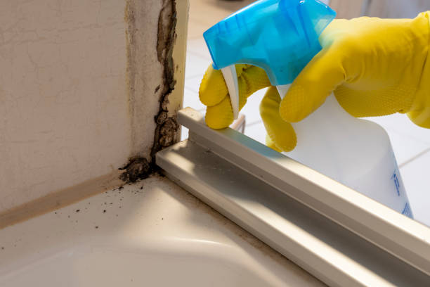 Best Fast Mold Removal  in Edwardsburg, MI