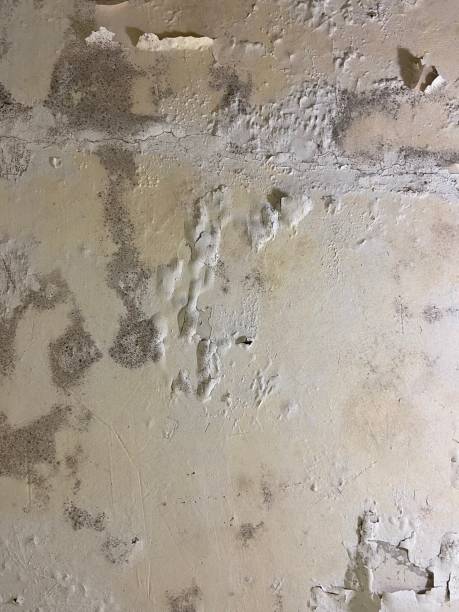 Best Toxic Mold Removal  in Edwardsburg, MI