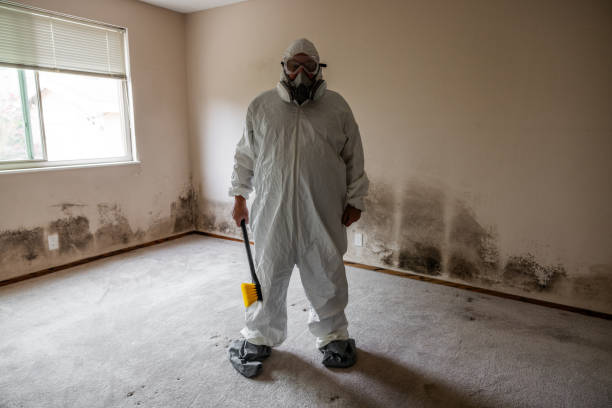 Mold Testing and Removal in Edwardsburg, MI