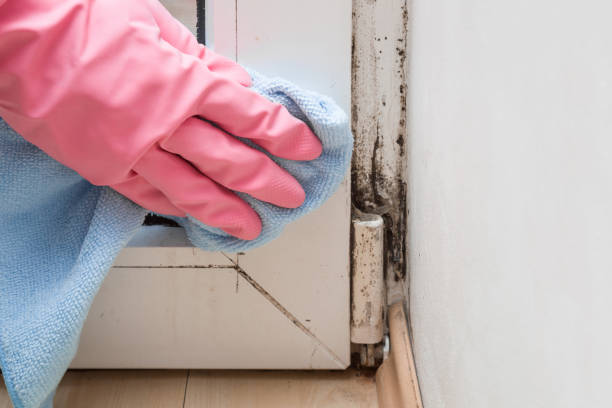Best Black Mold Removal  in Edwardsburg, MI