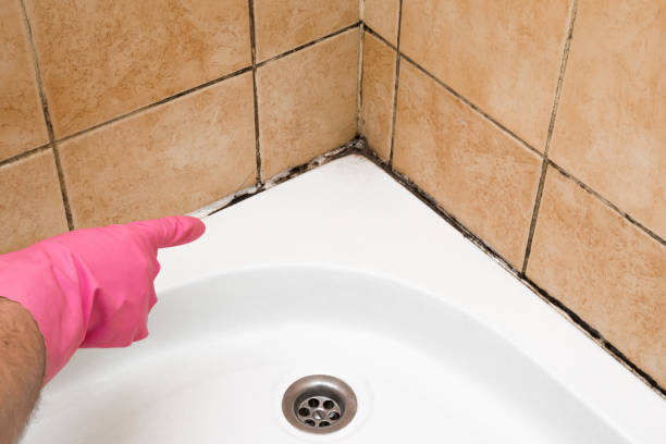 Certified Mold Removal in Edwardsburg, MI